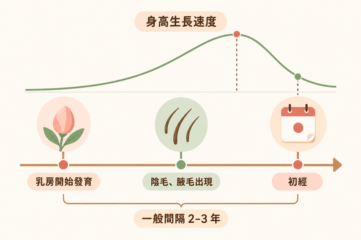 女孩青春期發育順序：乳房發育、陰毛腋毛、初經時間軸